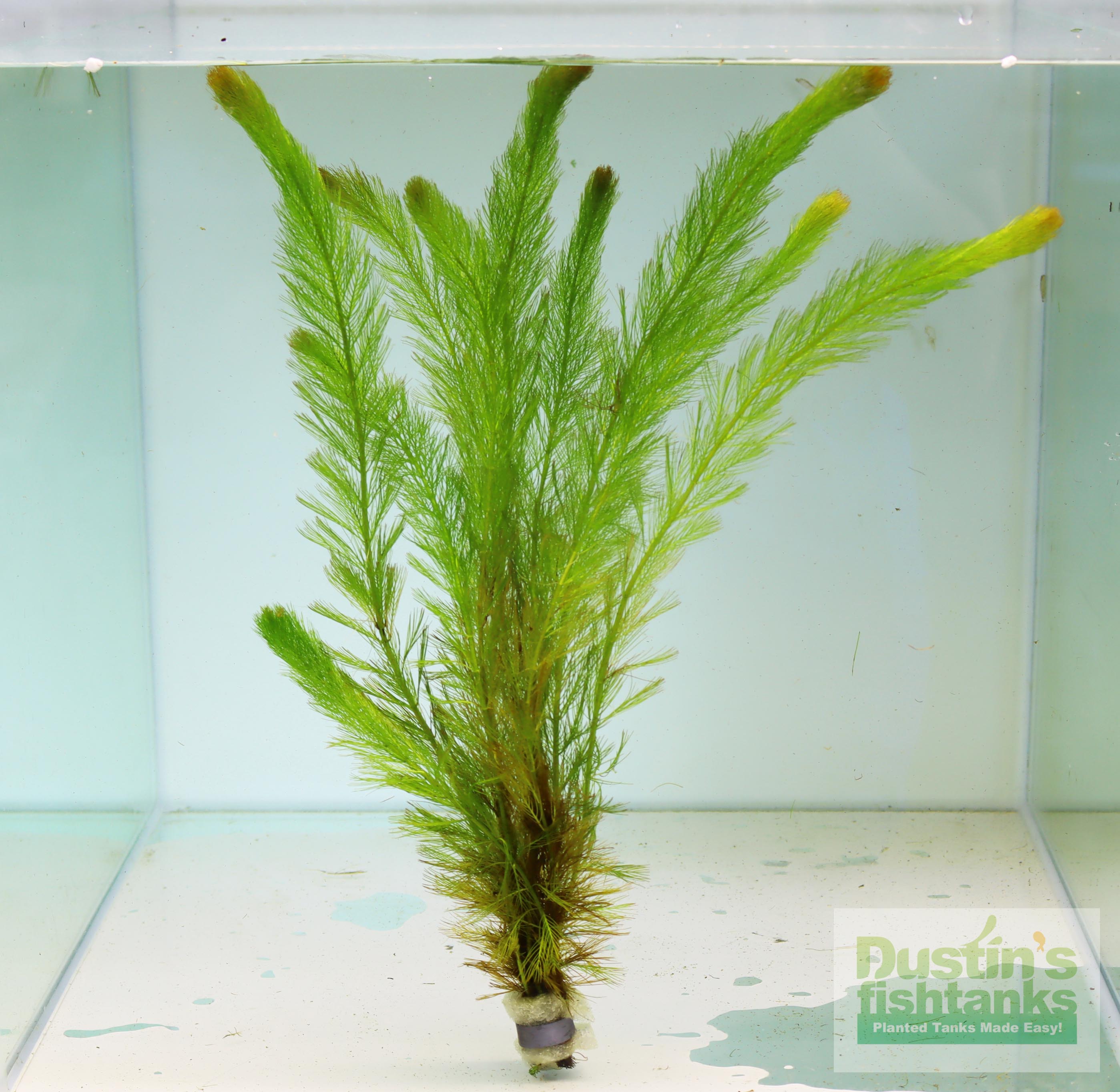 🔴 How to Lower pH in Freshwater Aquariums Spaghnum Moss, Peat Moss, Co2,  Catappa Leaves and More 