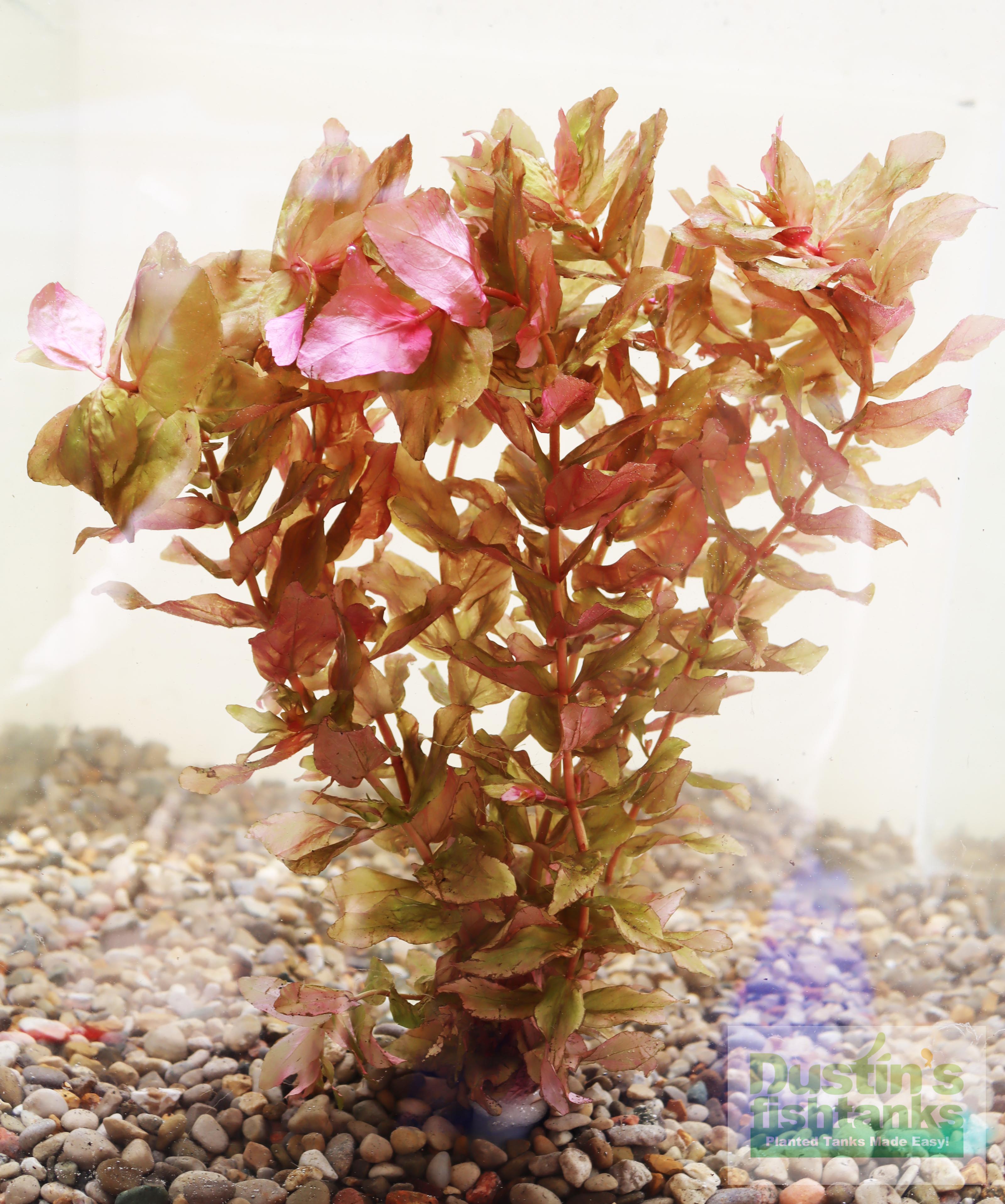 Java Moss - Easy Live Fresh Water Aquarium Plants