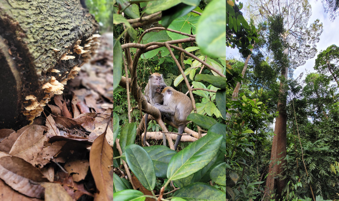 are dogs allowed in bukit timah nature reserve