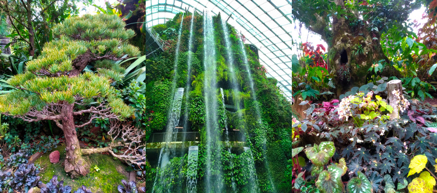 Sunday Shades - Cloud Forest Dome - Waterfall
