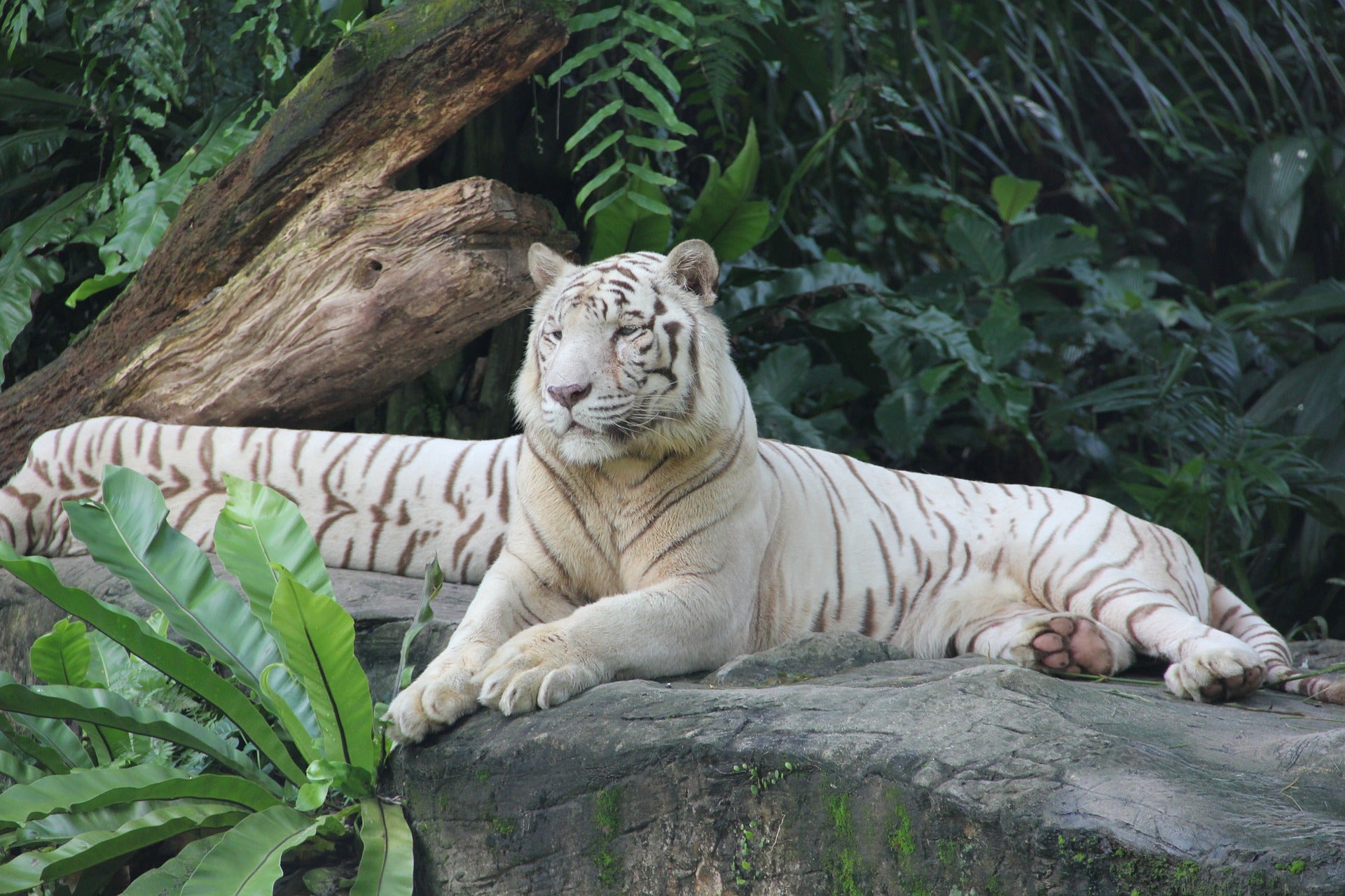 Singapore Zoo White Tiger - Sunday Shades Sunglasses