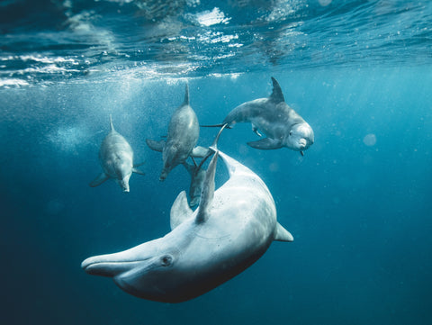 Three dolphins swimming in the ocean