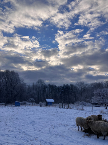 Sheep and Sky