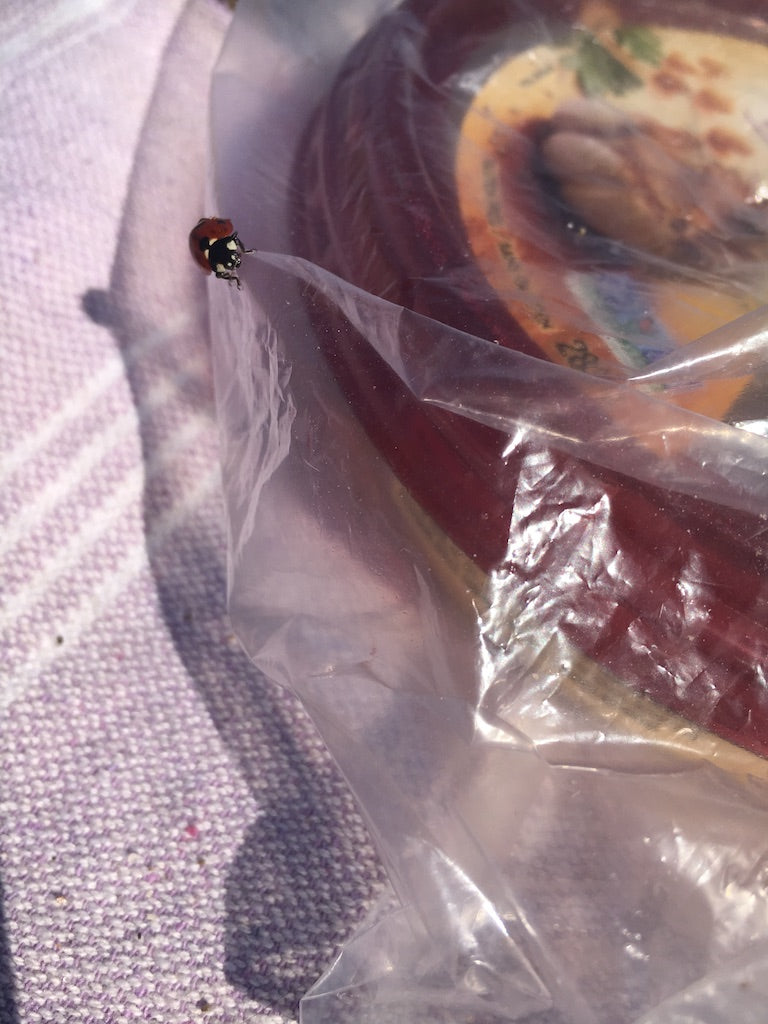 a lady bug on a clear bag