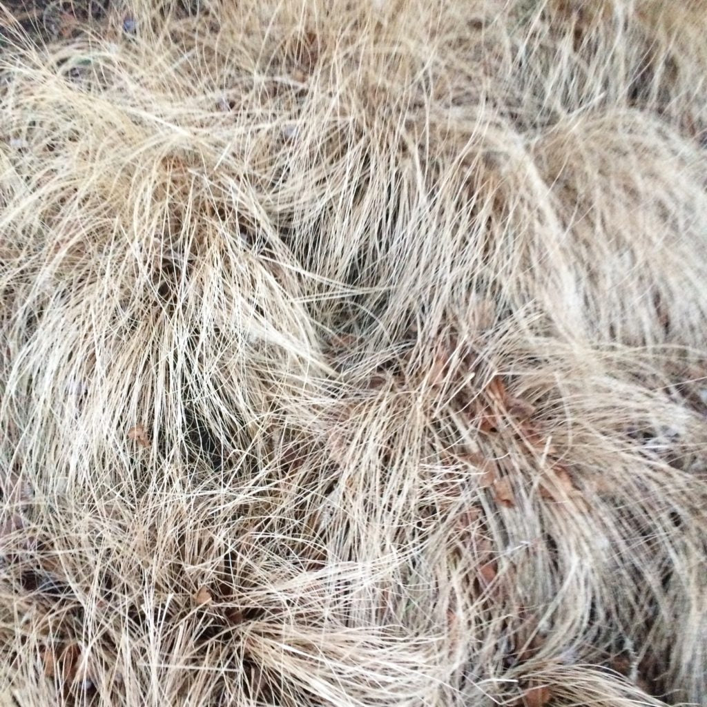 close up of dry grass