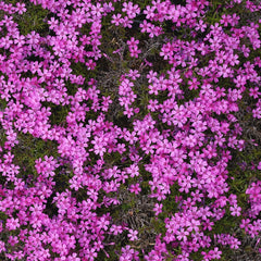 phlox flower