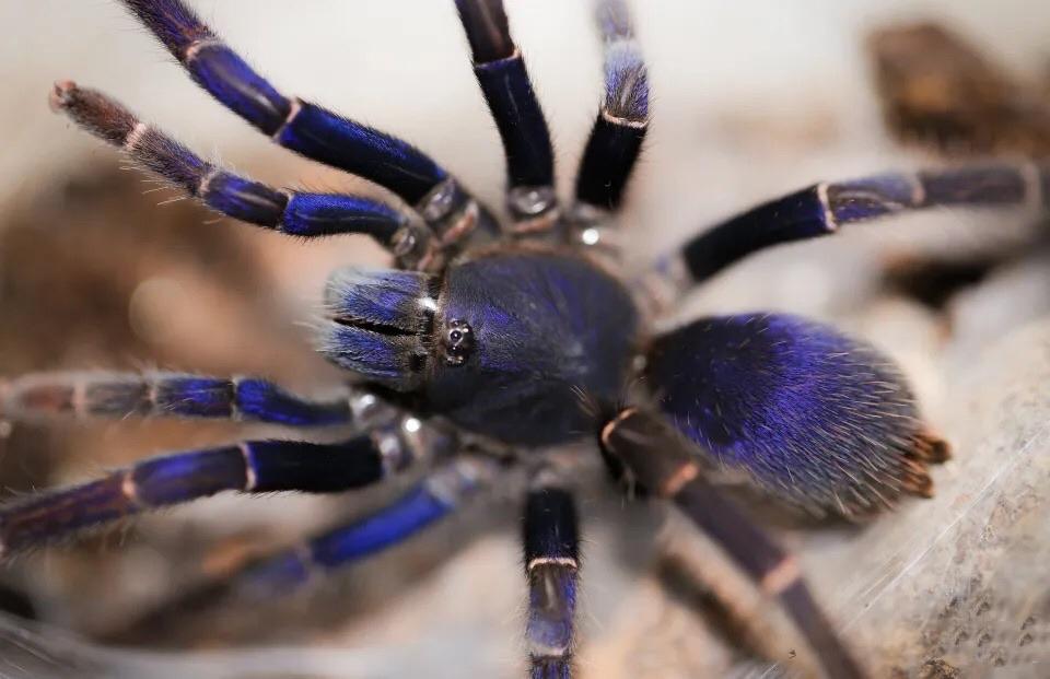 malaysian tarantula