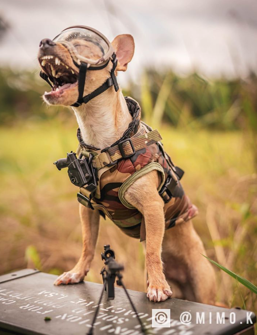 tactical dog tags for pets