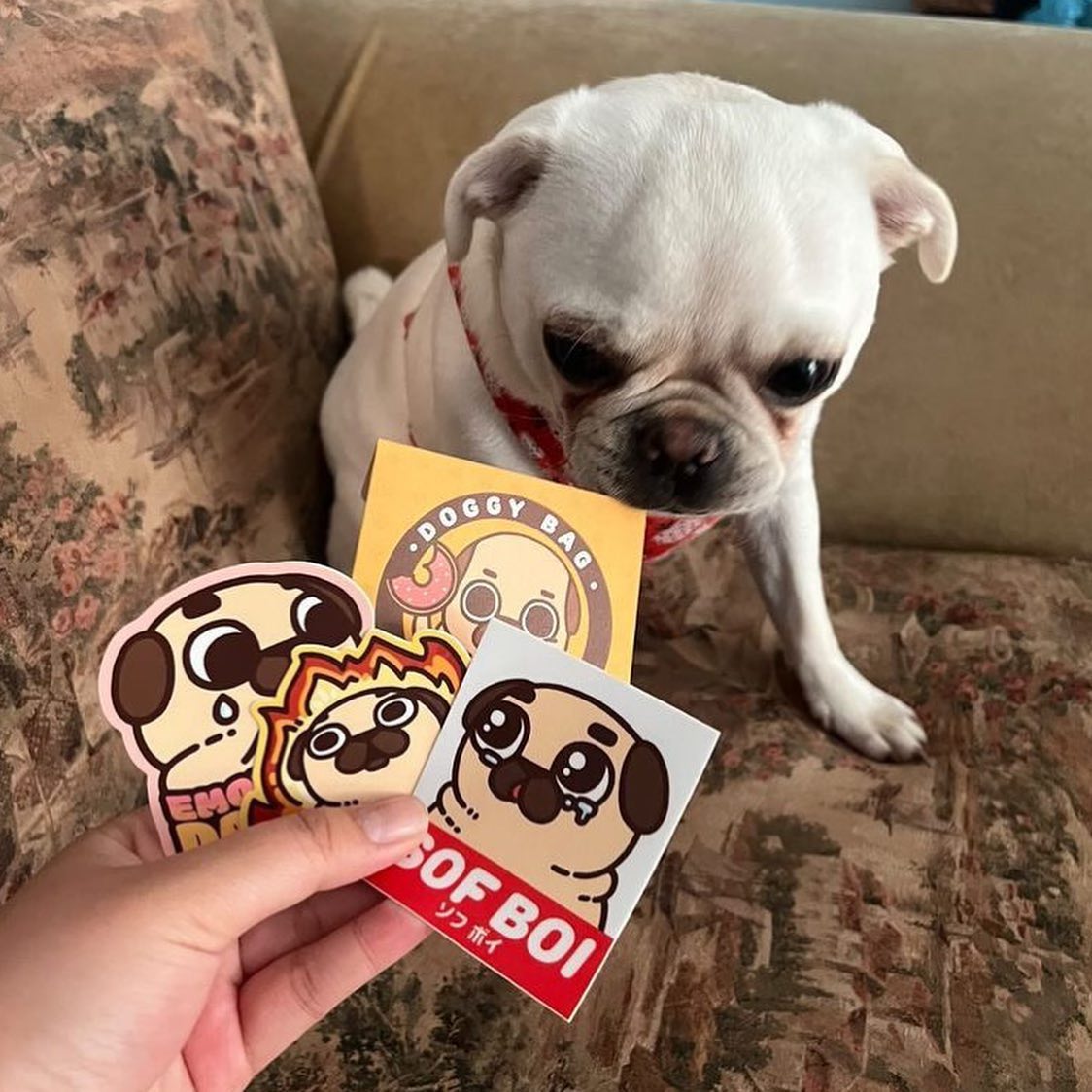 A white pug sniffing three Puglie Pug stickers held up to them