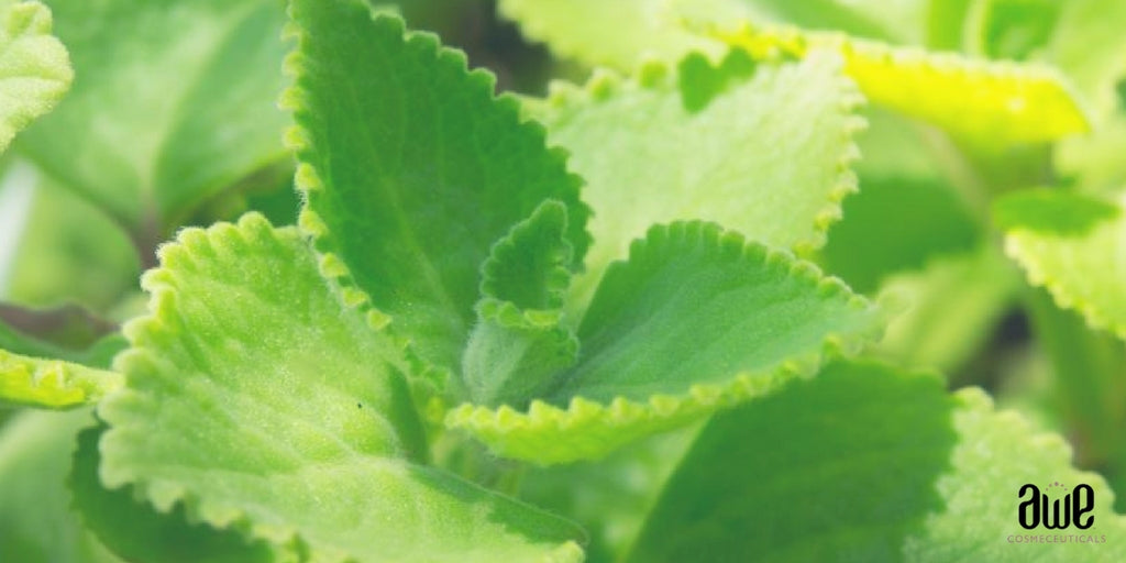 Coleus Forskohlii Oil: Incredible Uses and Benefits