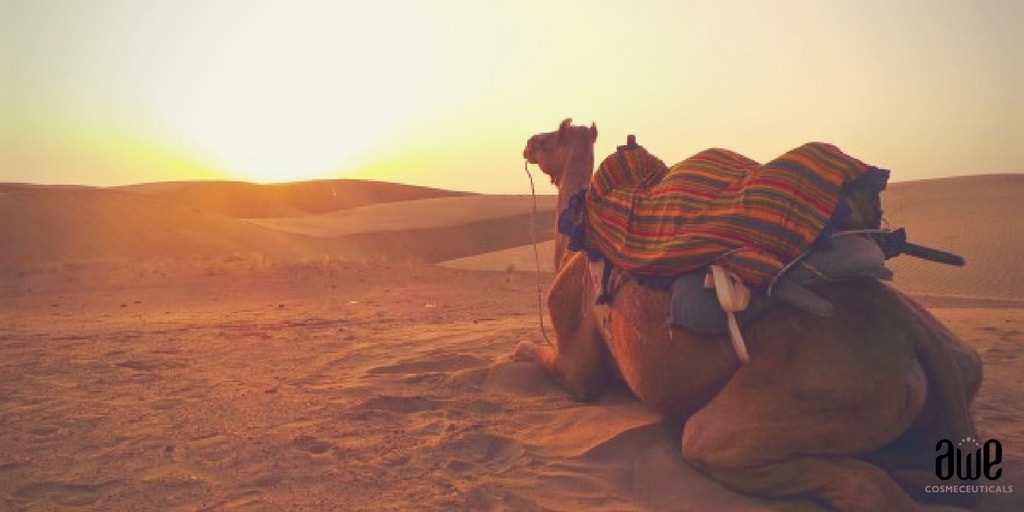 camel in India