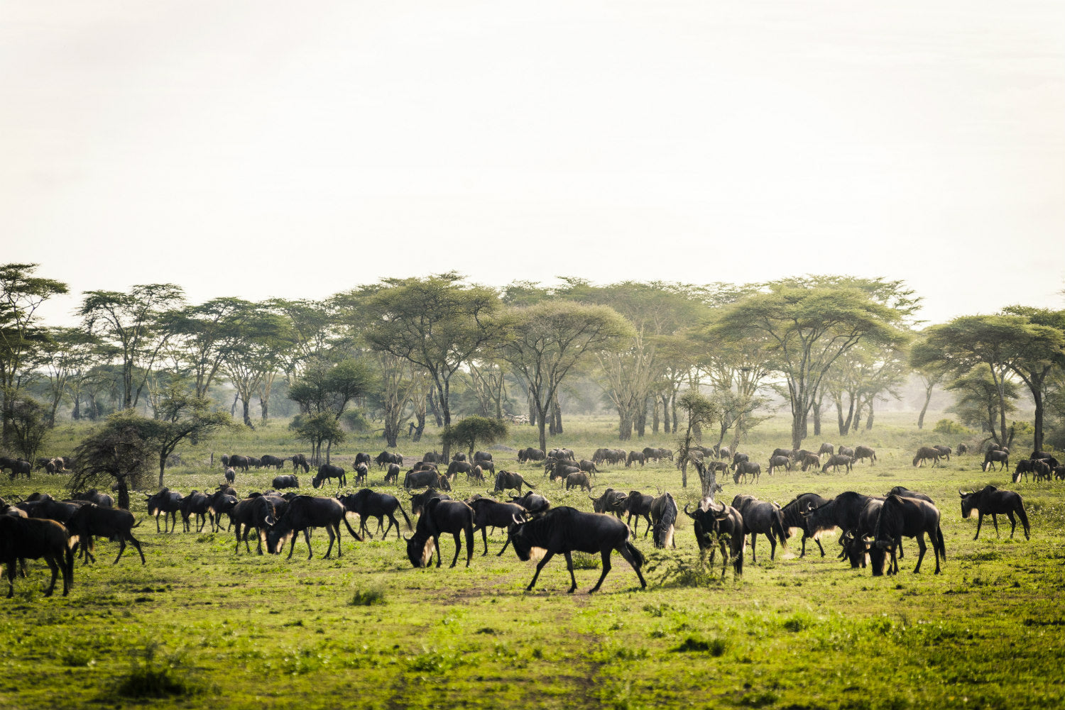 Sanctuary Kichakani Serengeti Camp - Tanzania - Pedersen + Lennard