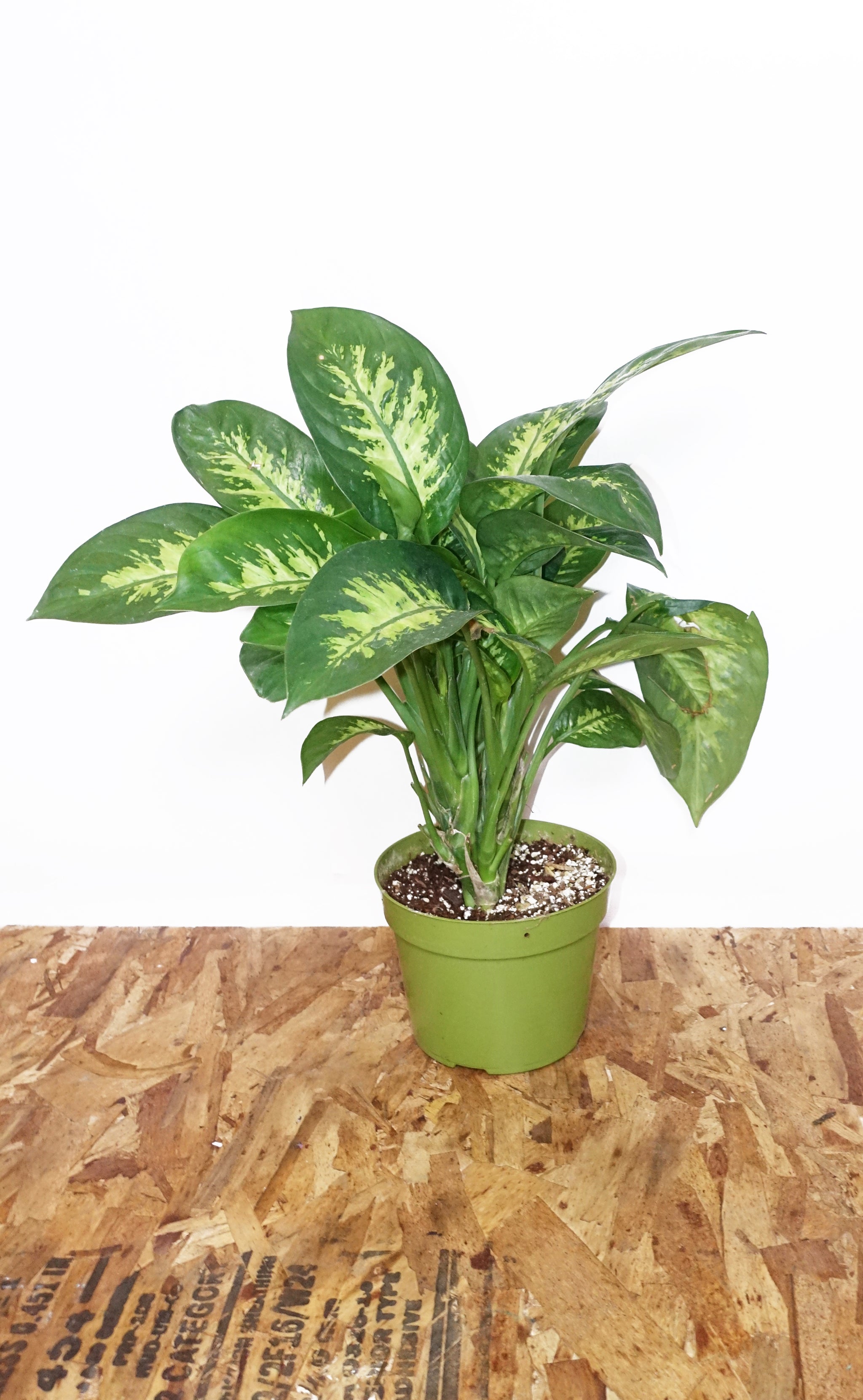 6 Dieffenbachia Compacta Queen City General Store