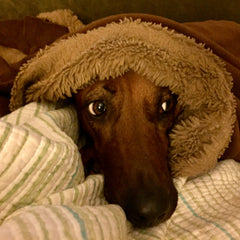 Redbone coonhounds make exceptional house pets.