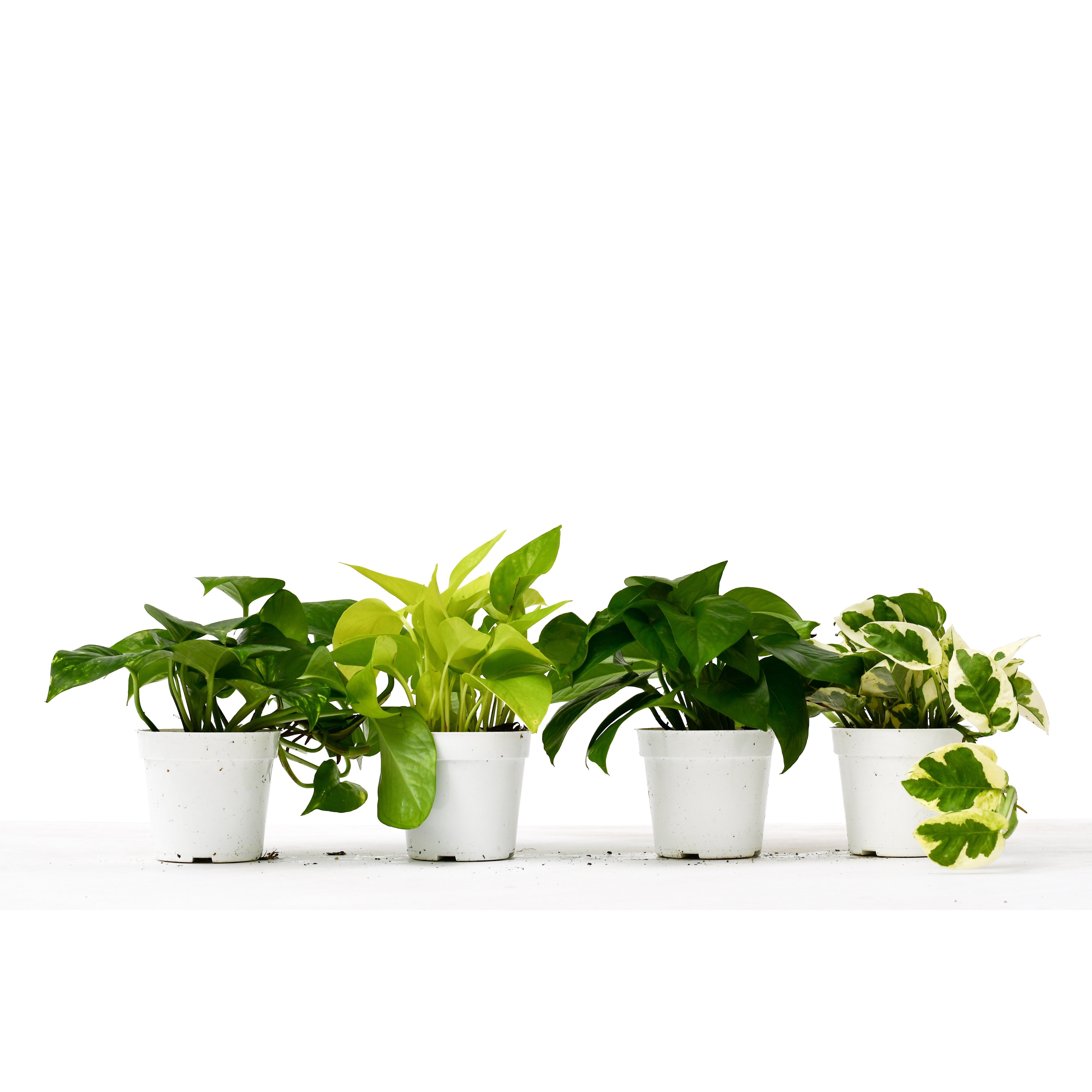 Pothos Plants 4 Pack - 4" Pots