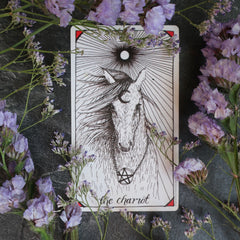 the chariot the wild unknown tarot