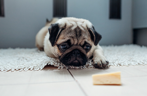 Pug looking at his cheese
