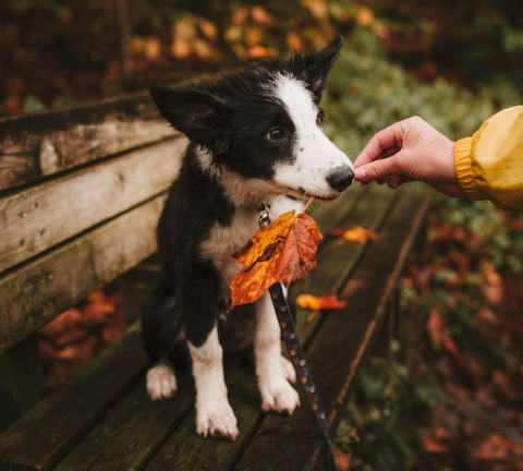 Dog on fall season