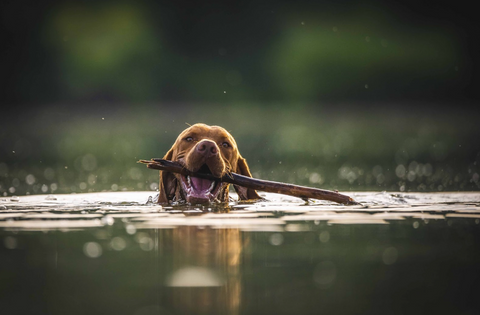 Dog swimming on the lake