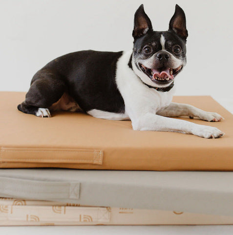 a dog laying on stacked toki mats dog beds