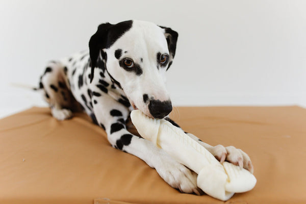 dalmation laying on a toki mats dog bed