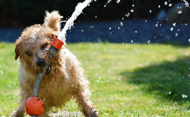 Dog garden terrier fun