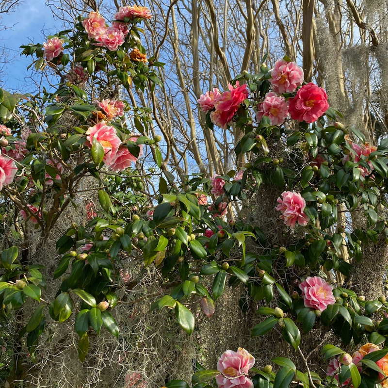 pink flowers on a walk in charleston