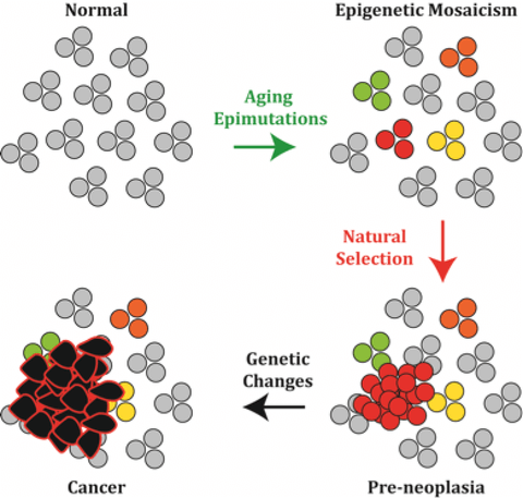 Figure 2 Epigenetics and aging