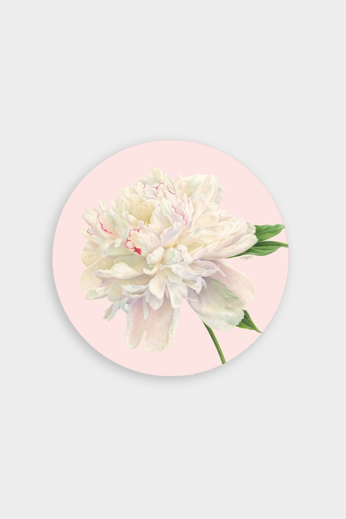 Duchess Peonies Paper Salad & Dessert Plates in Blush