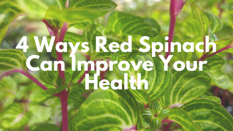 4 Ways Red Spinach Can Improve Your Health