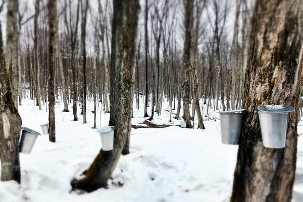 Maple Syrup Sap Buckets