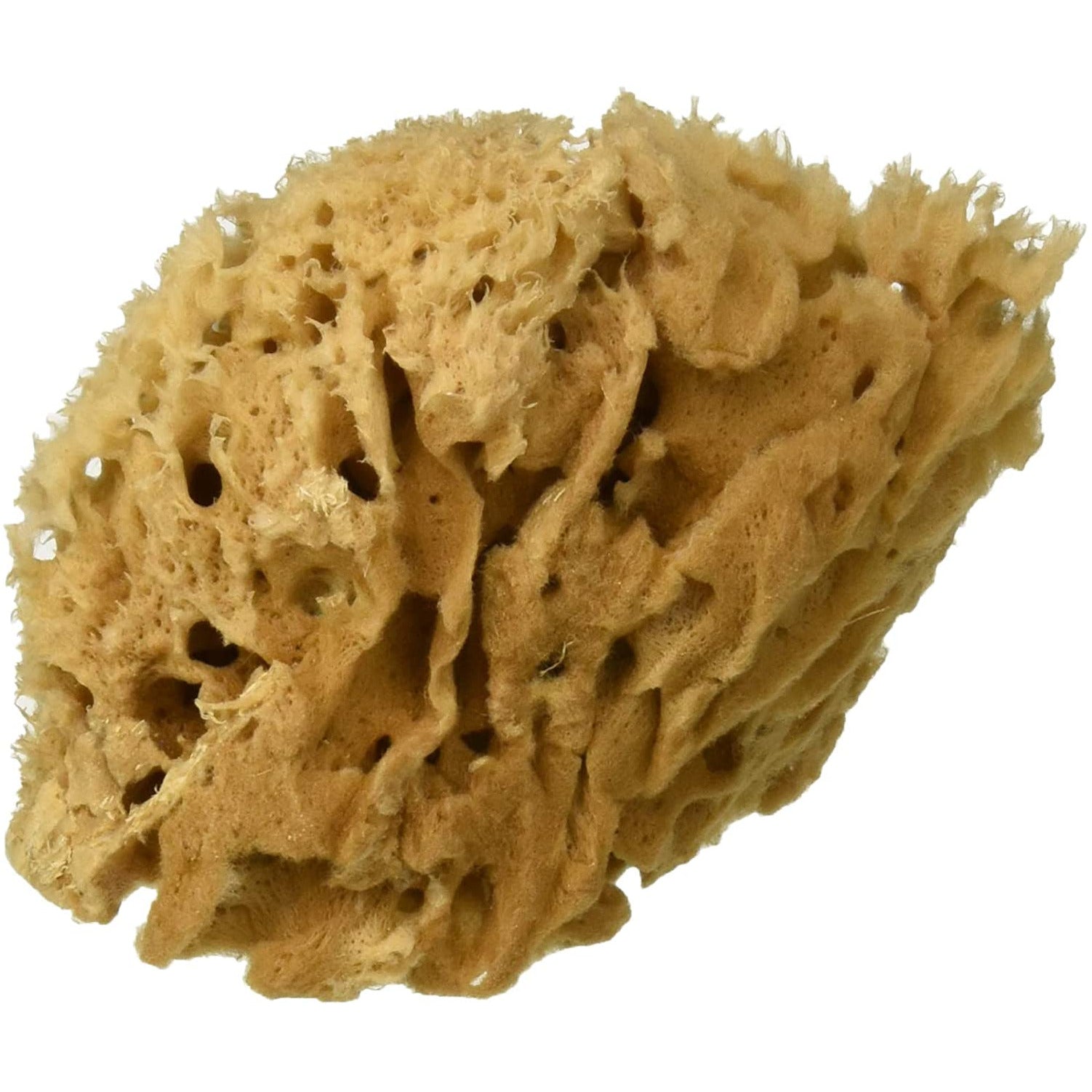 Royal Langnickel All Natural Sea Wool Sponge – MC Art Supplies