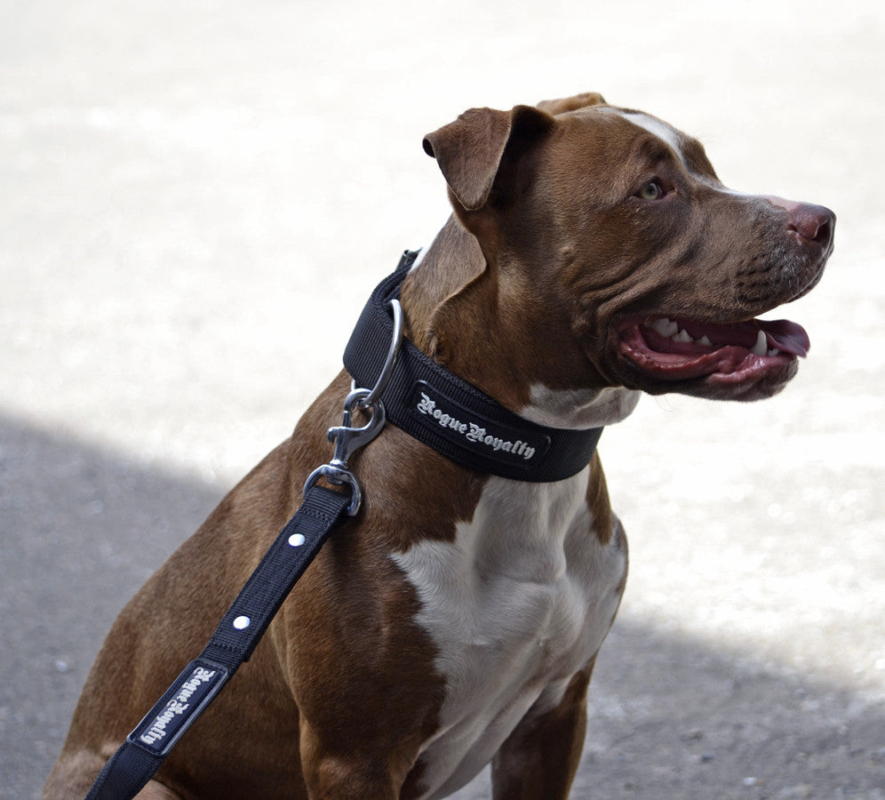 heavy duty dog collars for pitbull