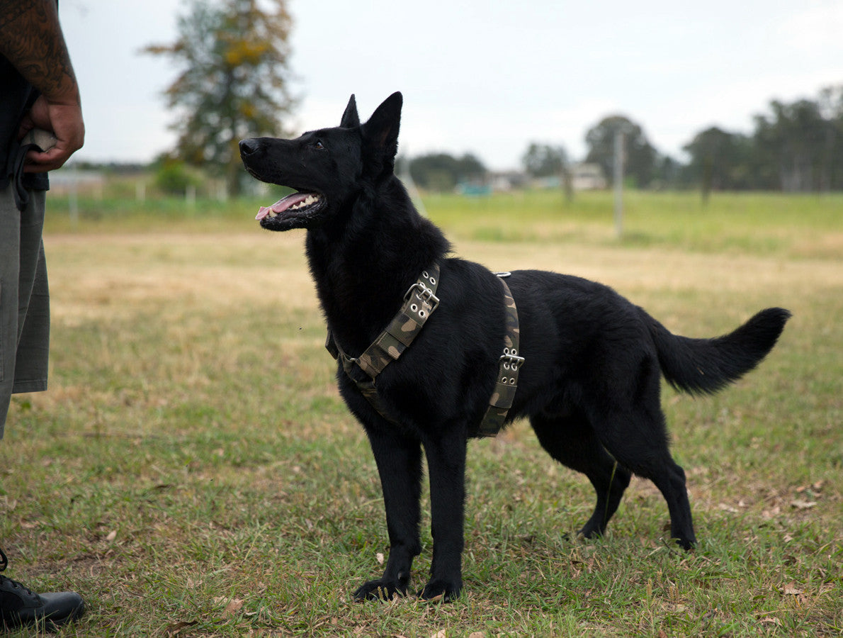 strong dog harness