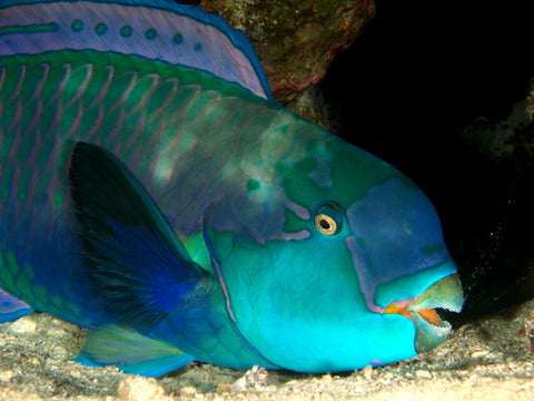 coloured parrotfish