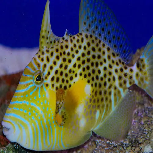 Golden Heart Trigger (Balistes punctatus) | Marine World Aquatics