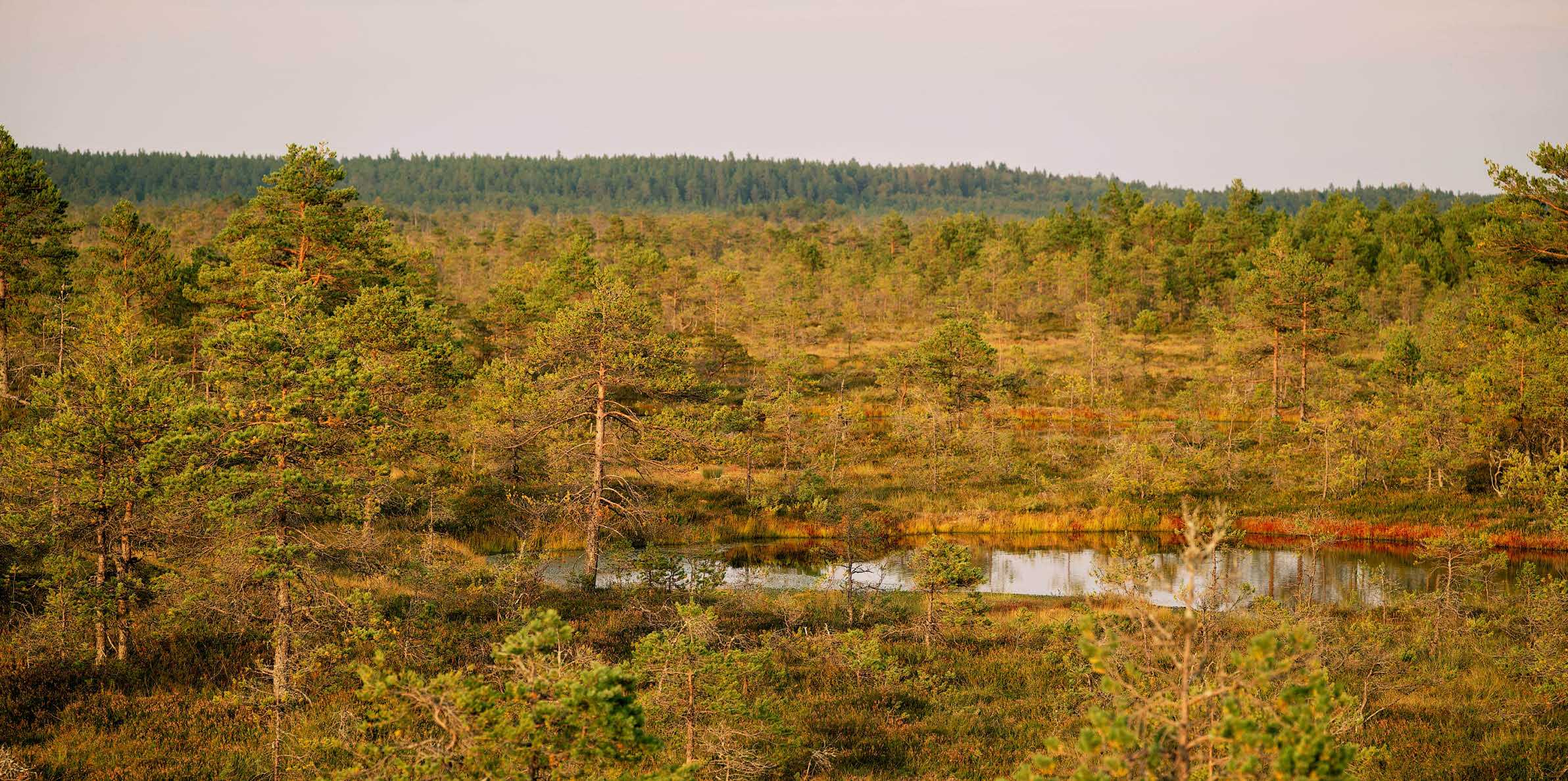 Peatlands