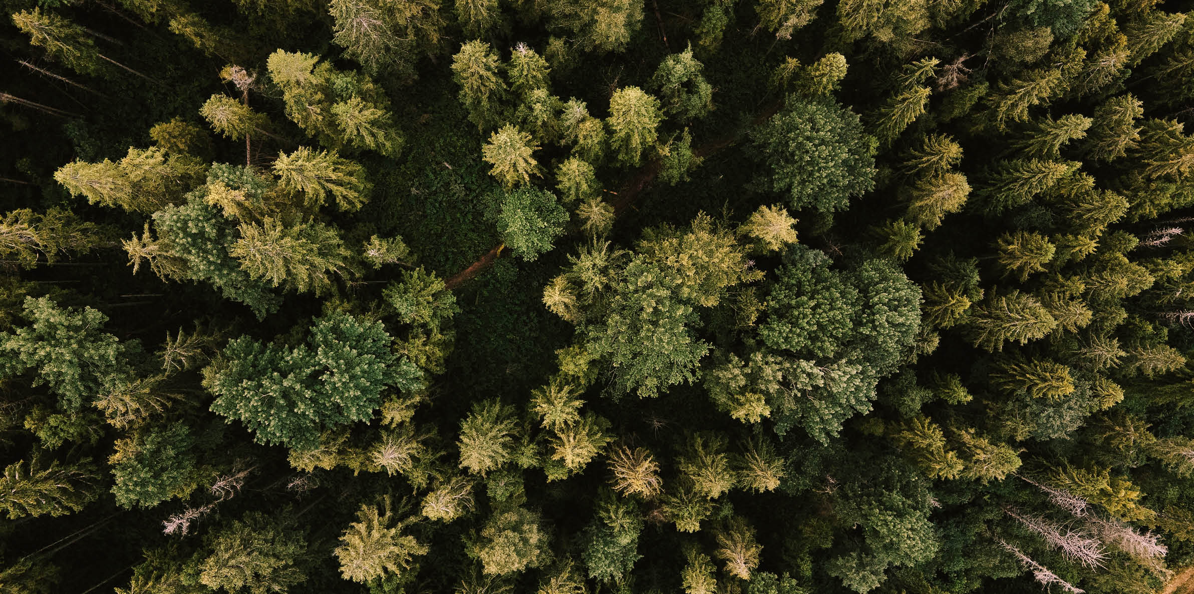 Rainforest Aerial View