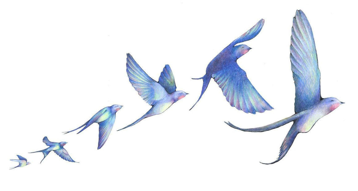 Hand drawn in colored pencil in blues, reds, yellows, and greens of a row of swallow birds flying in order shown in different flight sequences