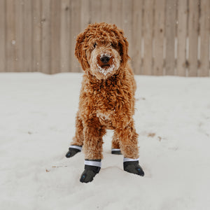 non slip shoes for older dogs