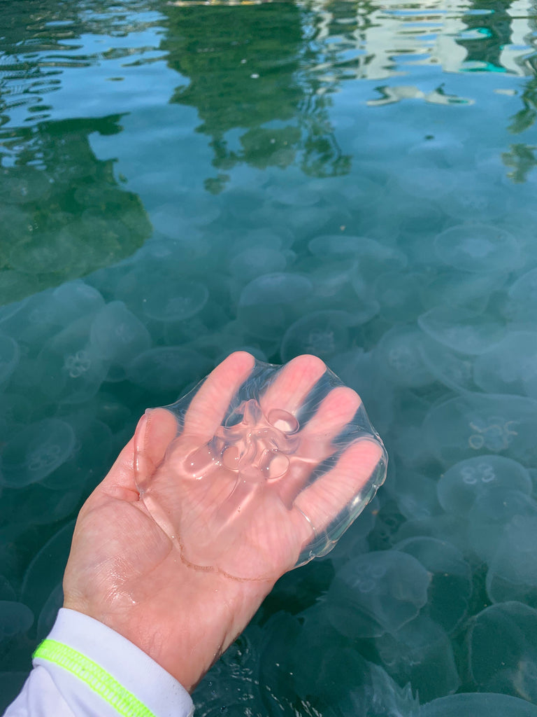 hand holding moon jellyfish