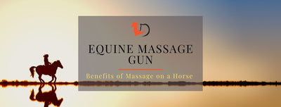 Equine Percussion Massage Gun - The Benefits of using Massage on a Horse