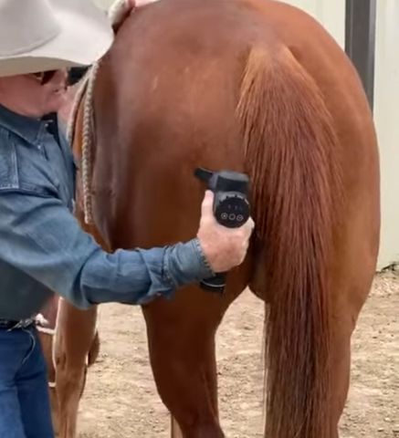 massage gun for horses