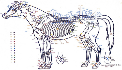 Print Equine Acupressure Chart