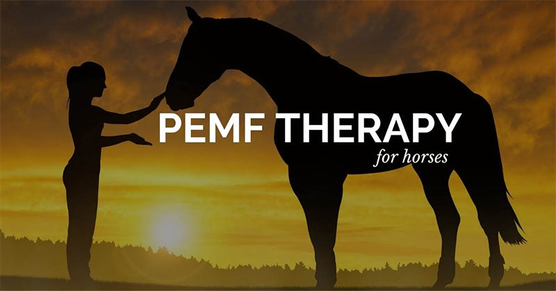 PEMF Therapy for horses
