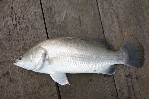 caught-barramundi-australia