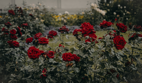 Roses at Royal Botanical Gardens