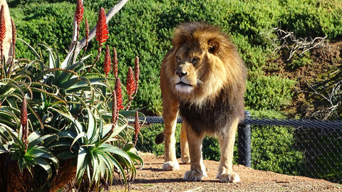 Lion at the Melbourne Zoo