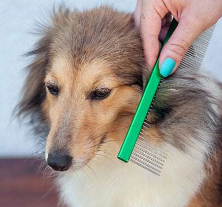 home remedies for dog hair loss and itching