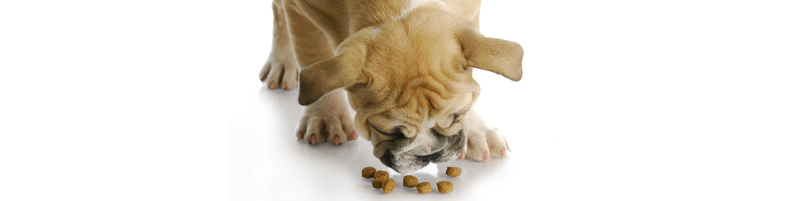 can probiotics make my dog sick